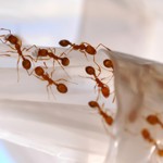 Ant Control in Blackburn