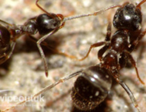 ANT TREATMENT IN A SCHOOL