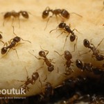 Ant Control in Preston